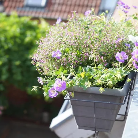 Elbdeichliebe בויצנבורג